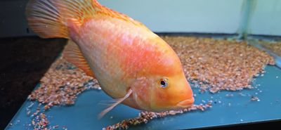 Super Red Texas - (Herichthys cyanoguttatus x Paraneetroplus synspilus x Amphilophus citrinellus)