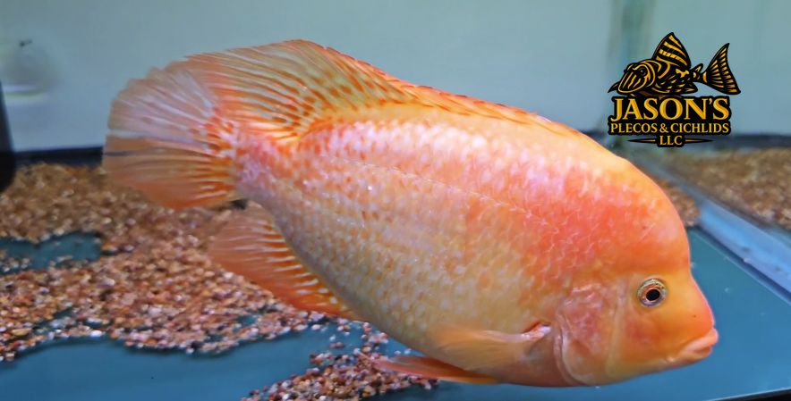 Super Red Texas - (Herichthys cyanoguttatus x Paraneetroplus synspilus x Amphilophus citrinellus)