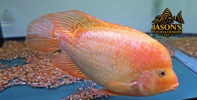 Super Red Texas - (Herichthys cyanoguttatus x Paraneetroplus synspilus x Amphilophus citrinellus)