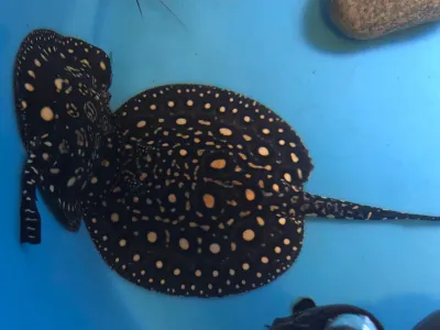 King Henlei x Black Diamond Hybrid