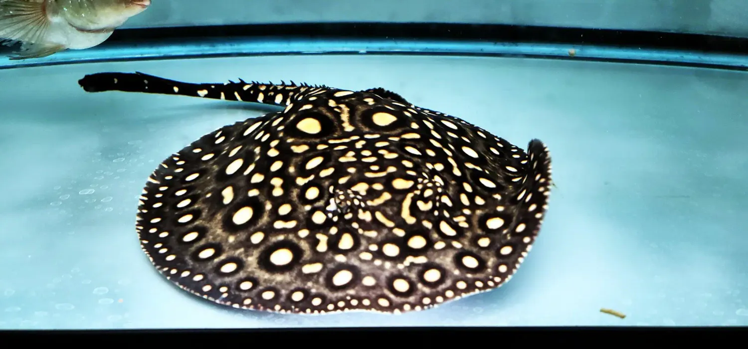 King Henlei x Black Diamond Hybrid