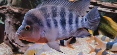 Red isletas​ Cichlid - (Amphilophus sp.)