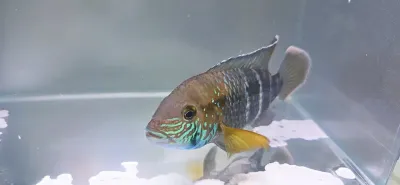 Green Terror Cichlid/White-Gold Saum Cichlid - (Andinoacara rivulatus)