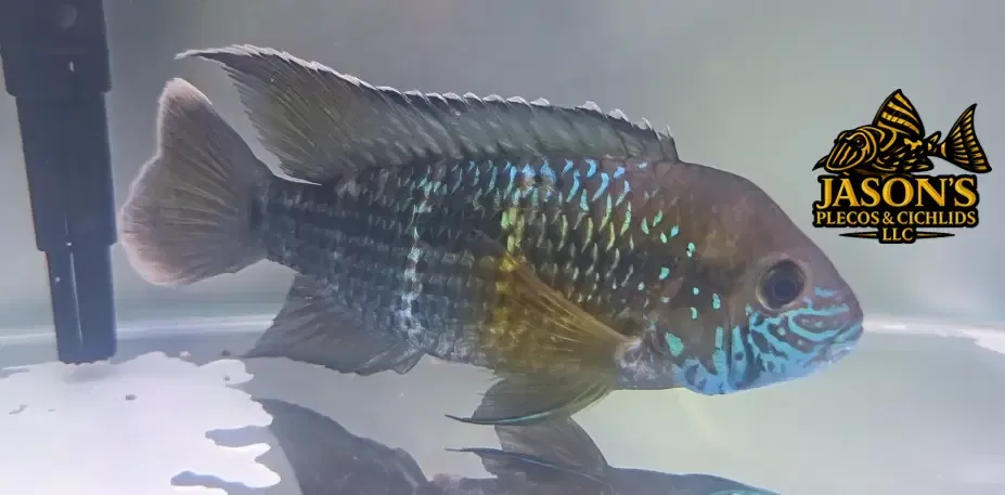 Green Terror Cichlid/White-Gold Saum Cichlid - (Andinoacara rivulatus)