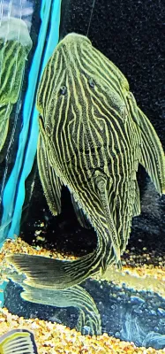 Goldline Royal Pleco - (Panaque cf. armbrusteri` araguaia`)