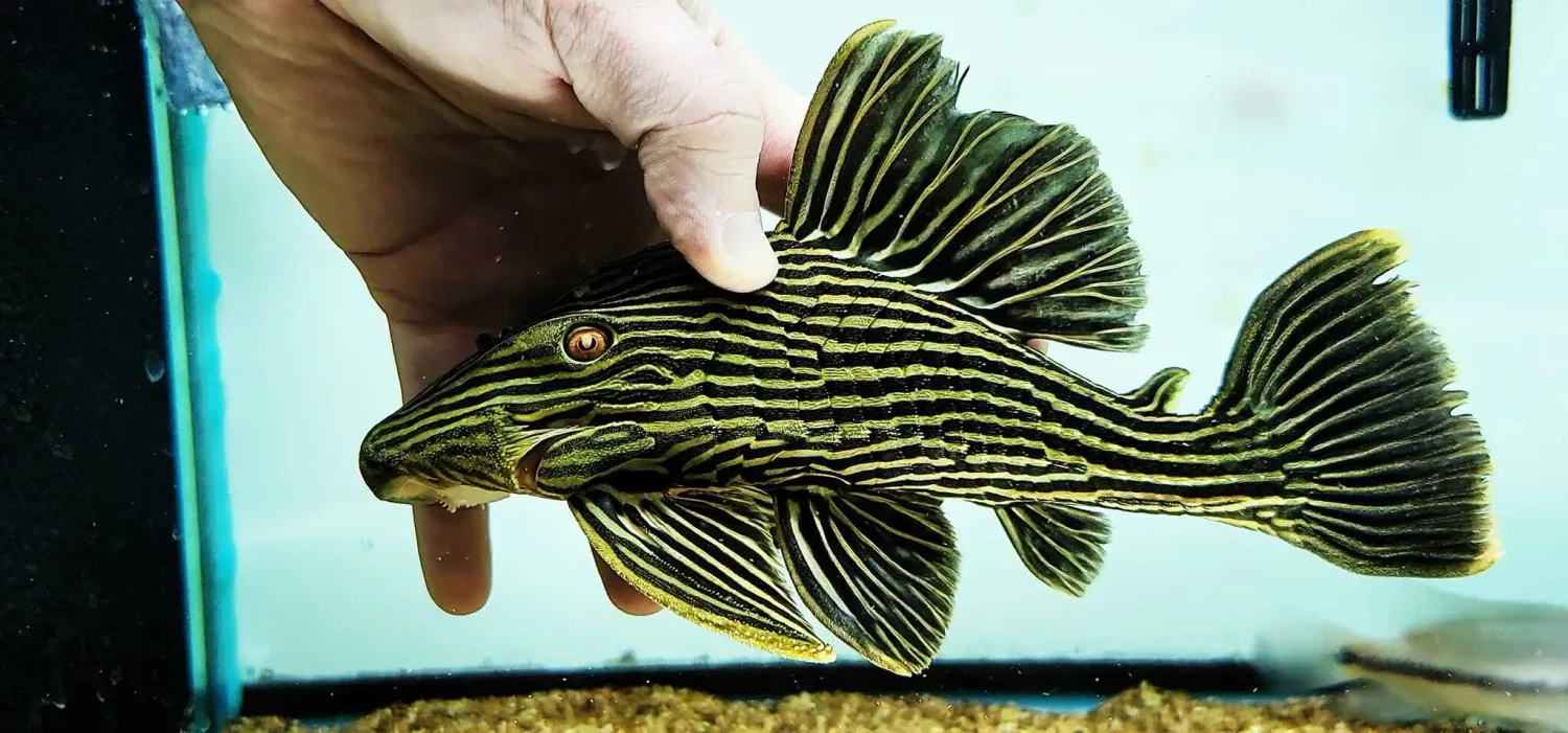 Goldline Royal Pleco - (Panaque cf. armbrusteri` araguaia`)