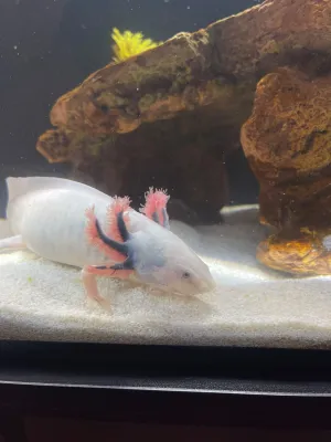 Mexican Axolotl - (Ambystoma mexicanum)
