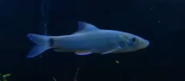 Dolphin Barb - (Bangana Behri)