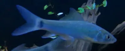 Dolphin Barb - (Bangana Behri)
