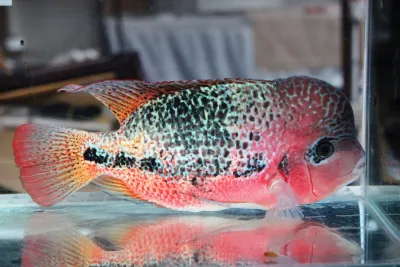 Vieja Hybrid Cichlid