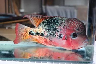 Vieja Hybrid Cichlid