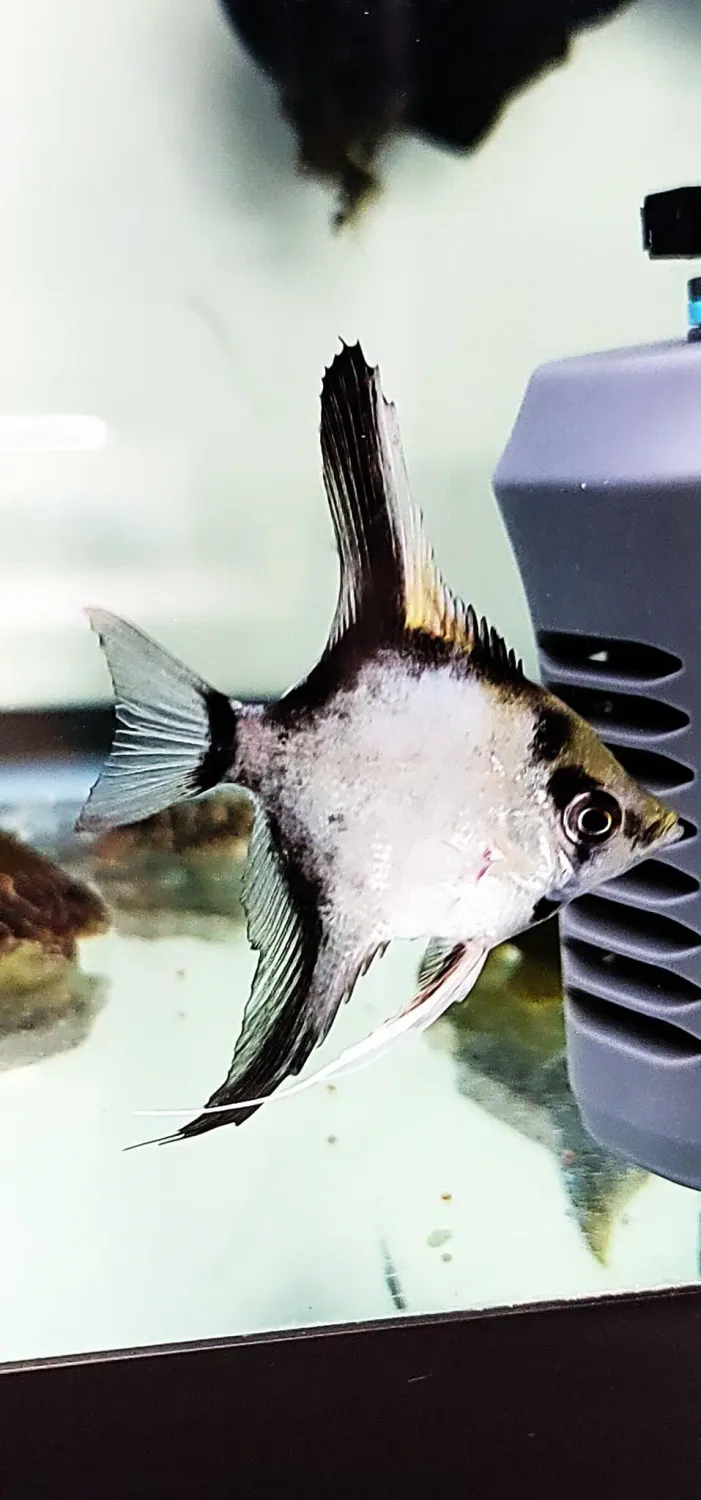 German Blue Blushing Angelfish - (Pterophyllum scalare)