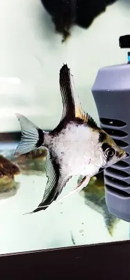 German Blue Blushing Angelfish - (Pterophyllum scalare)