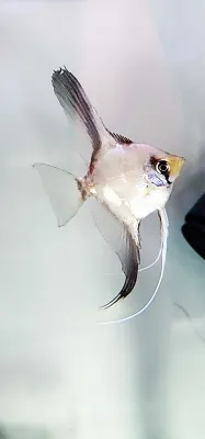 German Blue Blushing Angelfish - (Pterophyllum scalare)