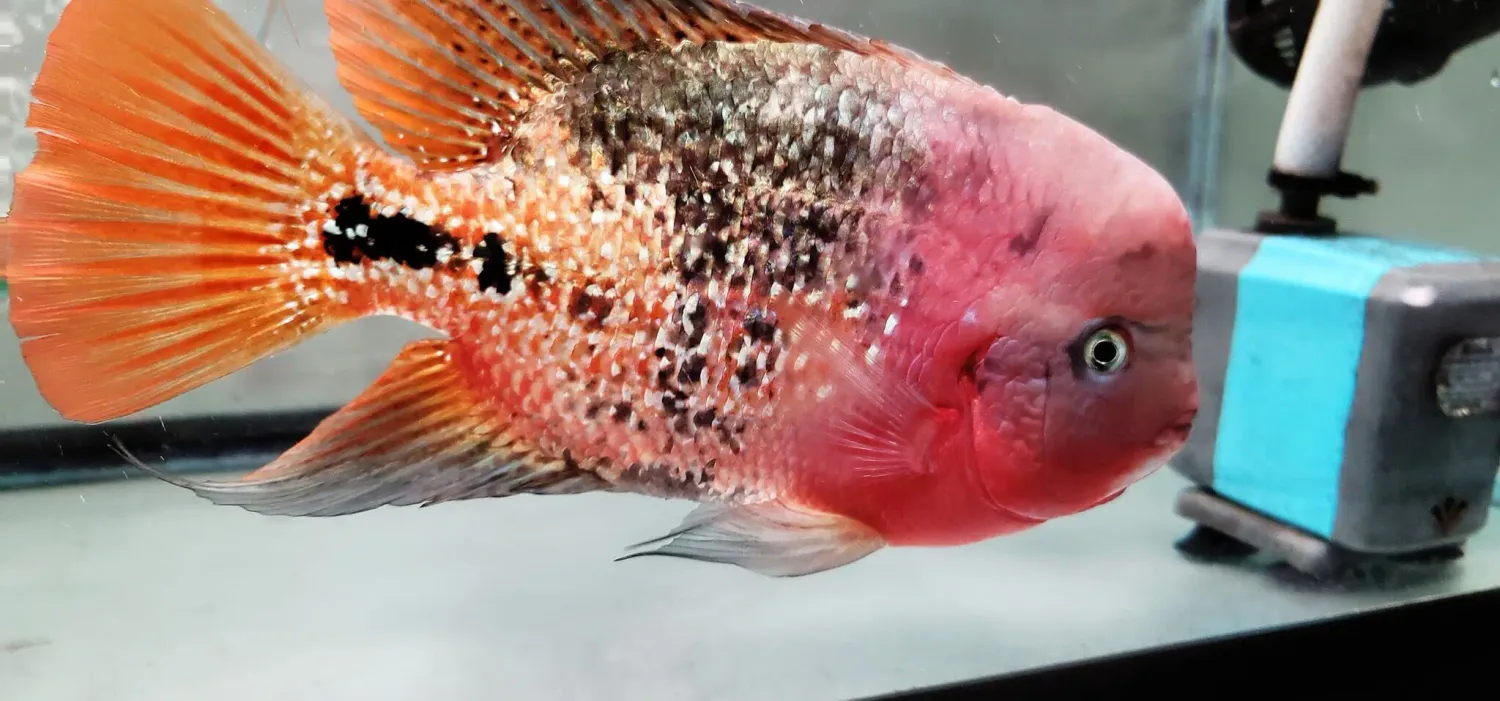 Vieja Melanurus "Synspilum" Hybrid - Pair