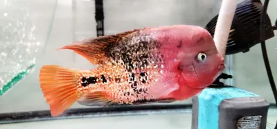 Vieja Melanurus "Synspilum" Hybrid - Pair