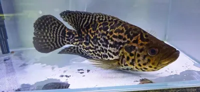 Jaguar Cichlid - (Parachromis managuensis)