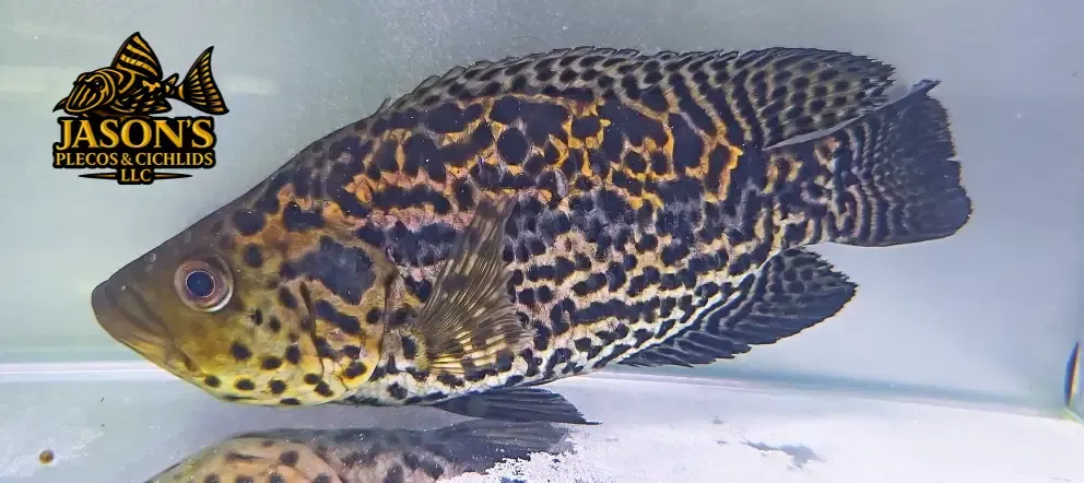 Jaguar Cichlid - (Parachromis managuensis)