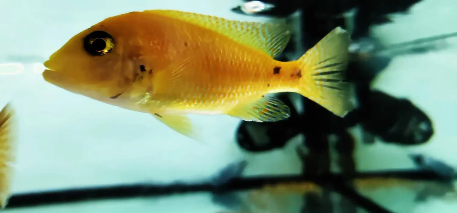 Strawberry Peacock Cichlid - (Aulonocara Species Hybrid)