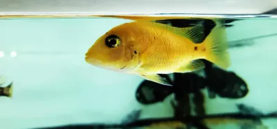 Strawberry Peacock Cichlid - (Aulonocara Species Hybrid)