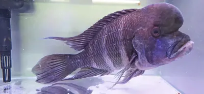 Frontosa Cichlid/Humphead Cichlid - (Cyphotilapia frontosa)