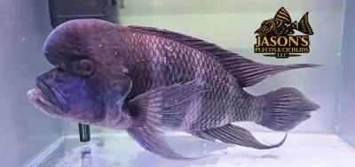 Frontosa Cichlid/Humphead Cichlid - (Cyphotilapia frontosa)