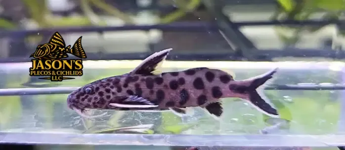 Pygmy Leopard Catfish - (Synodontis Petricola)