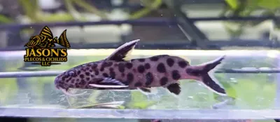 Pygmy Leopard Catfish - (Synodontis Petricola)