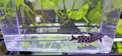 Pygmy Leopard Catfish - (Synodontis Petricola)