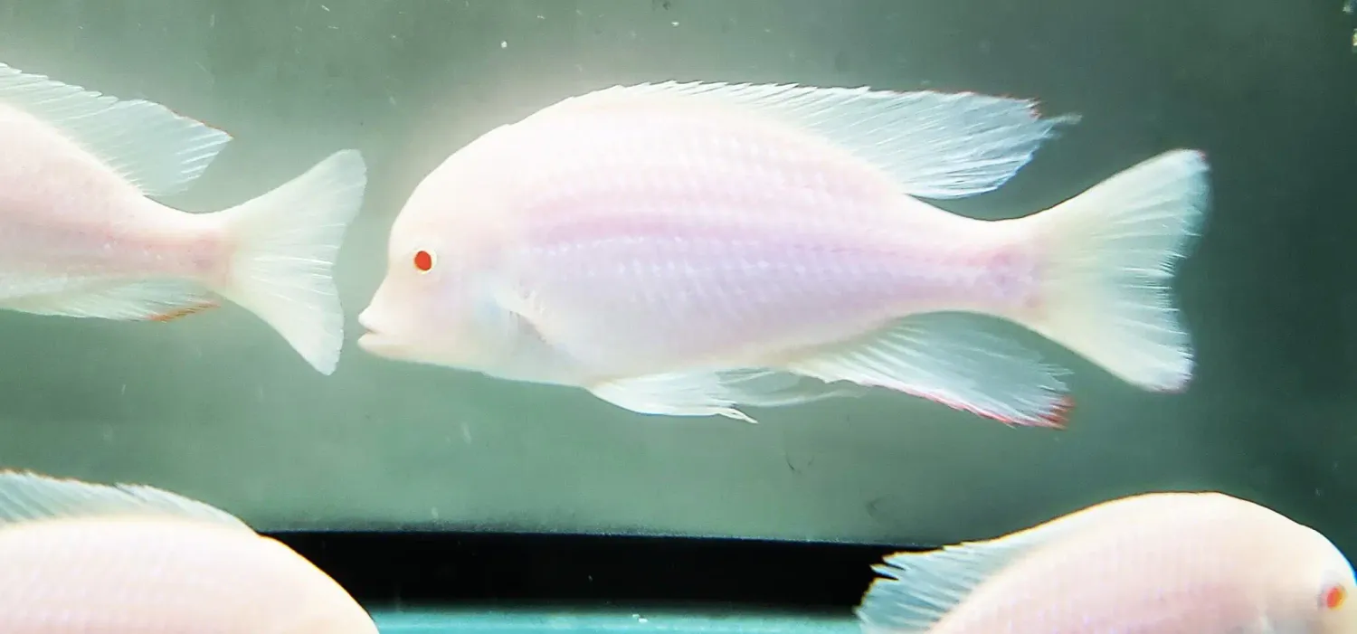Albino Hap Moorii/Blue Dolphin - (Cyrtocara moorii)