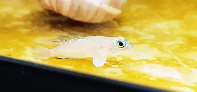 Ocellated Shell-Dweller - (Lamprologus kungweensis) Ocellated Shell-Dweller - (Lamprologus kungweensis)