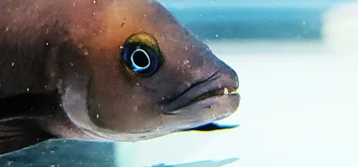 Neolamprologus pectoralis Neolamprologus pectoralis