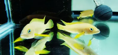 Neolamprologus pectoralis