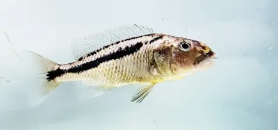 Malawi Hawk Cichlid - (Aristochromis christyi)