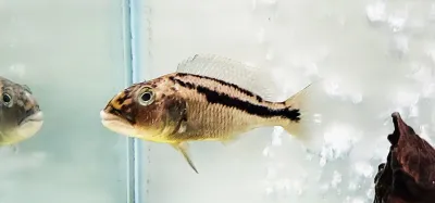 Malawi Hawk Cichlid - (Aristochromis christyi)