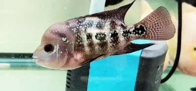 Kamfa x Super Red Dragon Hybrid Flowerhorn