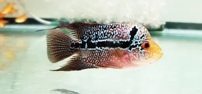 Super Red Dragon Flowerhorn x Thai Silk Flowerhorn Super Red Dragon Flowerhorn x Thai Silk Flowerhorn