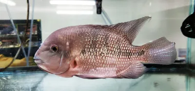 Super Red Monkey Flowerhorn Super Red Monkey Flowerhorn