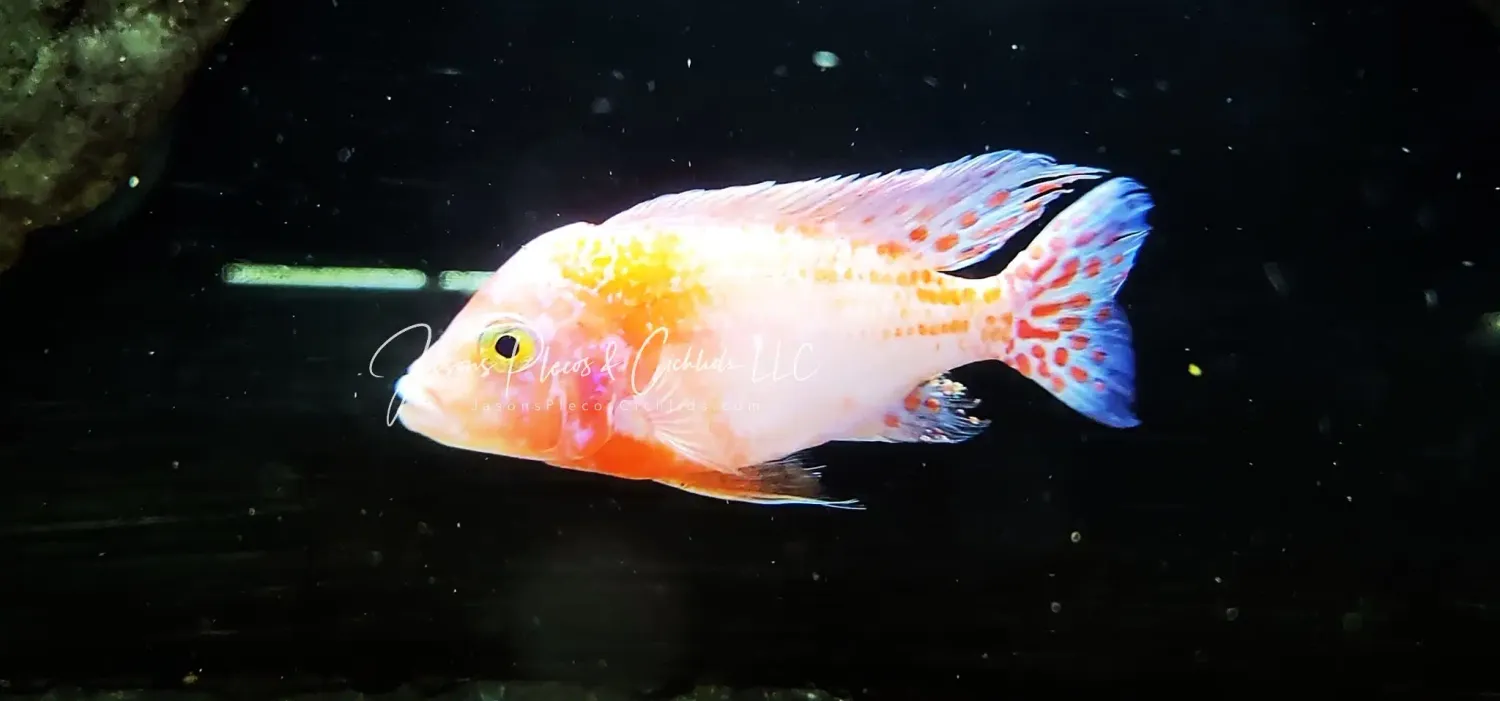 Dragon Blood Cichlid - (Aulonocara sp.)