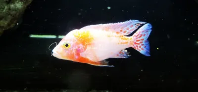 Dragon Blood Cichlid - (Aulonocara sp.)