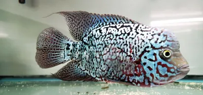 King Kamfa Flowerhorn King Kamfa Flowerhorn