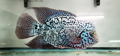 King Kamfa Flowerhorn