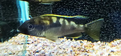 Black Orange Dorsal - (Otopharynx Lithobates)