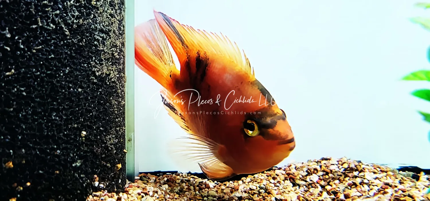 Red Tiger Parrot Cichlid - (Cichlasoma Sp.)