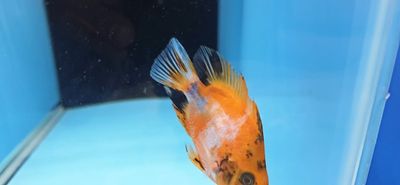 Red Tiger Parrot Cichlid - (Cichlasoma Sp.)