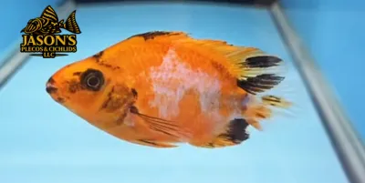 Red Tiger Parrot Cichlid - (Cichlasoma Sp.)
