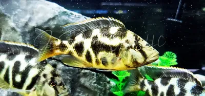 Giraffe Cichlid x Livingstoni Hybrid