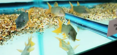 Blue Botia/Redtail Loach - (Yasuhikotakia modesta)