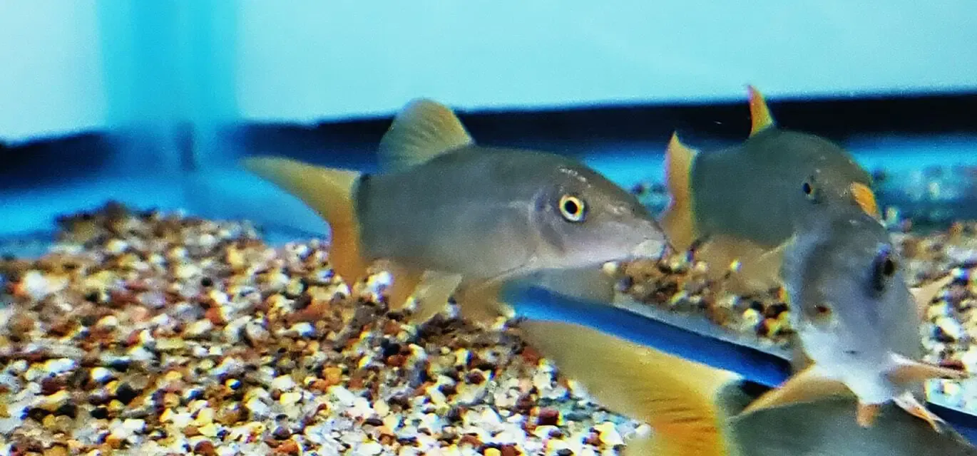 Blue Botia/Redtail Loach - (Yasuhikotakia modesta)