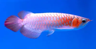 Asian Arowana - (Scleropages formosus) ILLEGAL IN USA! Asian Arowana - (Scleropages formosus) ILLEGAL IN USA!